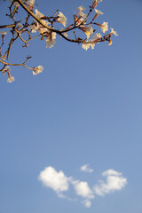 Detalhe de um ipê branco florido com céu azul e nuvem ao fundo.