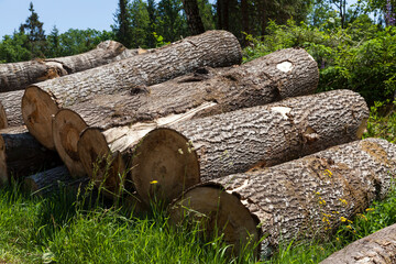 harvesting pine tree trunks in the forest