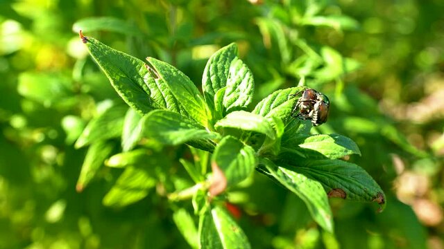 beetles mating on green leafy plant