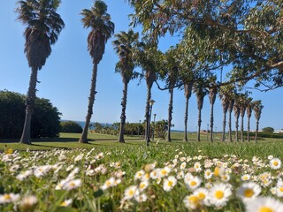 trees in the park