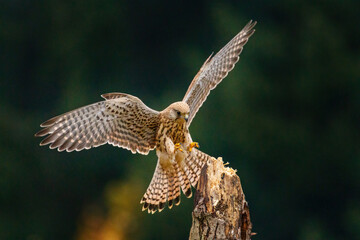 European kestrel, Falco tinnunculus, landing on old rotten trunk. Female of bird of prey with widely spread wings in flight. Wildlife scene from autumn nature. Also known as Old World kestrel. - obrazy, fototapety, plakaty