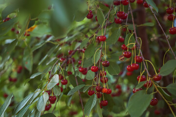 Bunches of ripe cherries on a background of foliage. Lots of red cherries on the branch. Ecological gardening. Healthy eating. Farmer's garden. Blurred background.