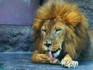 百獣の王ライオン