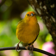 Atlantic Canary, a small Brazilian wild bird. The yellow canary Crithagra flaviventris is a small passerine bird in the finch family. 