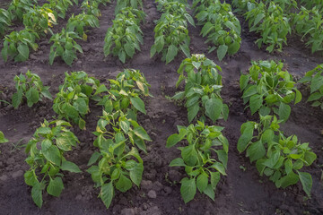 Green pepper bushes in several rows. Organic field with green pepper bushes. Ecological farming. Field with bushes of pepper. Eco-friendly vegetables. Fitness food. step1