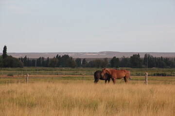 horses in the field