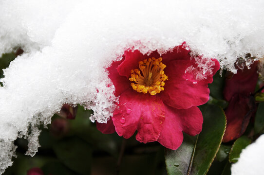 雪椿 Images Browse 40 Stock Photos Vectors And Video Adobe Stock