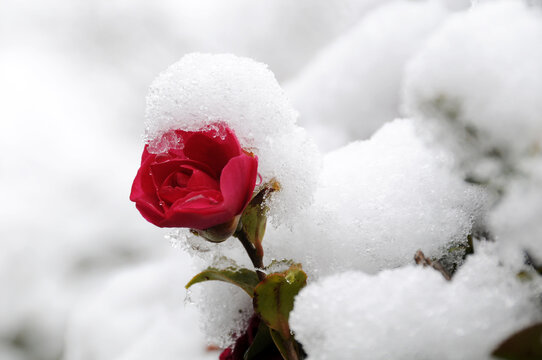 雪椿 Images Browse 40 Stock Photos Vectors And Video Adobe Stock