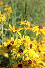 yellow flowers in the garden
