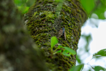 木にとまっているセミ