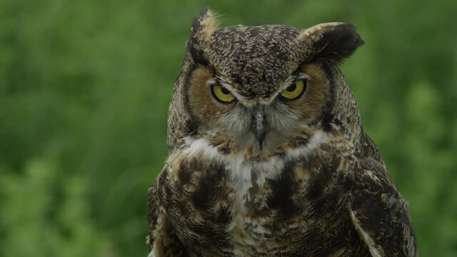 Great horned owl close up in the forest