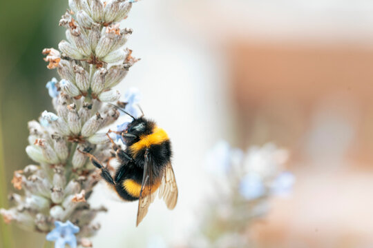 bee on a flower