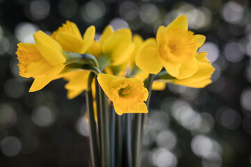 Fototapeta premium Flowers