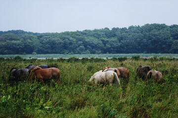 北海道の夏　網走　小清水原生花園の馬たち
