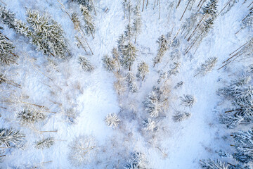 Drone shot flying on winter forest, aerial top-down view