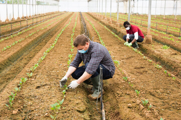 Hire workers in protective medical masks control the growth of seedlings in the greenhouse