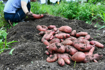 ジャガイモの収穫(ヨーデル）