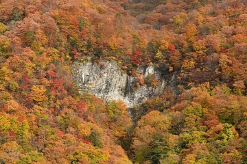 waterfall of heart shape in autumn