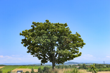 北海道の夏　美瑛、上富良野の風景