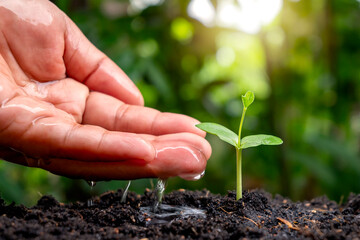 Caring and watering baby plants growing on fertile soil with blurred green nature background.
