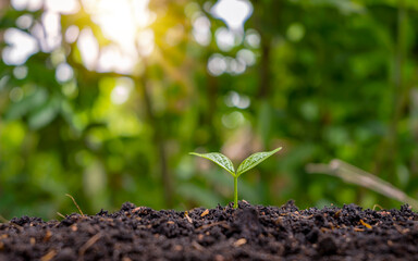 A small tree with green leaves with natural growth and sunlight. Concept of plant growth and environmental sustainability.