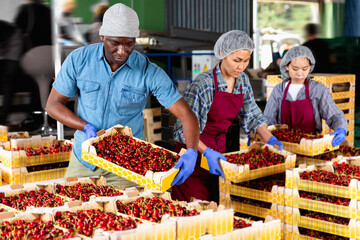 Afro american worker holding plastic crate with sweet organic cherry at farm warehouse