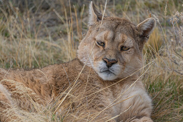 puma concolor, Patagonia