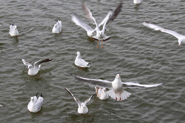 A group of white swans is swimming in the lake, some are trying flight up to the sky, a pretty posture of a bird departing from water. The picture was taken in Xinjiang, China, popular national park. 