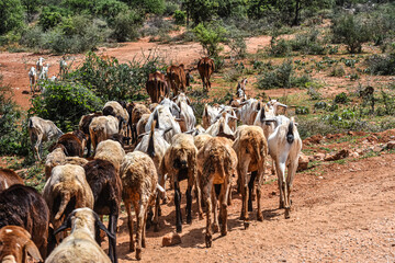 A herd of goats and cows tended by Maasai pastoralists are moved to vegetation in the dry central...