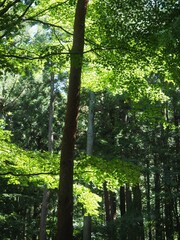 Akagi Nature Park in early autumn
