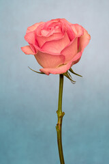 red rose on blue background