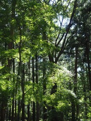 Akagi Nature Park in early autumn