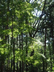 Obraz premium Akagi Nature Park in early autumn