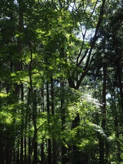 Akagi Nature Park in early autumn