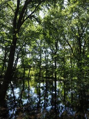 Akagi Nature Park in early autumn