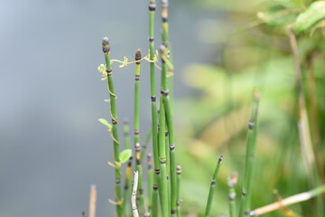 Horsetail is used to create waterside scenery in Japanese gardens. 