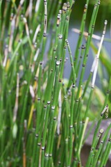 Horsetail is used to create waterside scenery in Japanese gardens. 
