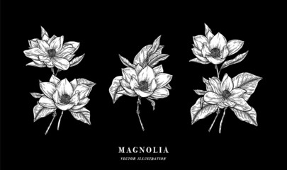 Hand Drawn Magnolia Floral Botany Collection. Magnolia Flower Drawings. Line Art on Backgrounds. Hand Drawn Engraving Botanical Illustrations. © Very Well Studio