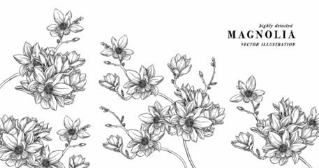 Hand Drawn Magnolia Floral Botany Collection. Magnolia Flower Drawings. Line Art on Backgrounds. Hand Drawn Engraving Botanical Illustrations.
