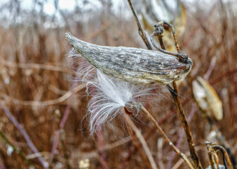 Milkweed seed pod with white fluffy seeds beginning to disperse on the wind. Closeup.