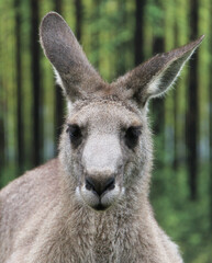 Fototapeta premium close up of the head of a kangaroo in zoo