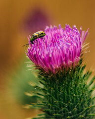 beetle on thistle