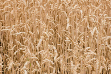 golden wheat field © Kenton Waltz 