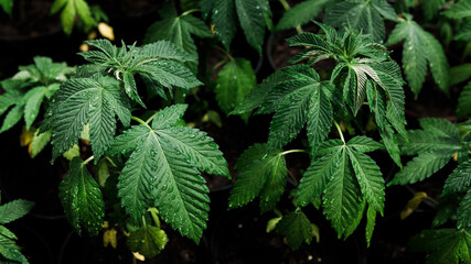 cannabis leaves