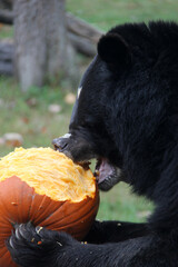 Black bear eating a pumpkin for halloween