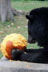 Black bear eating a pumpkin for halloween