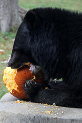 Black bear eating a pumpkin for halloween