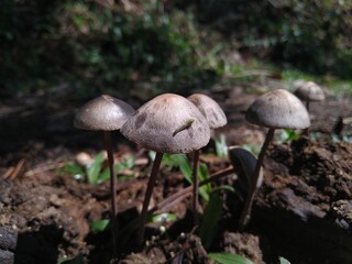 mushroom in the forest