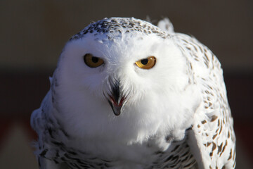 close up of the head of a snowy owl with his beak open