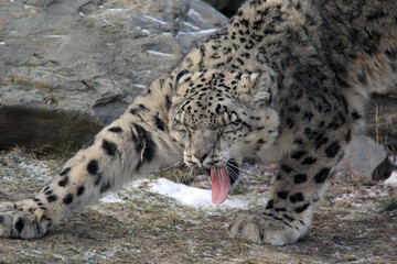 snow leopard grimace